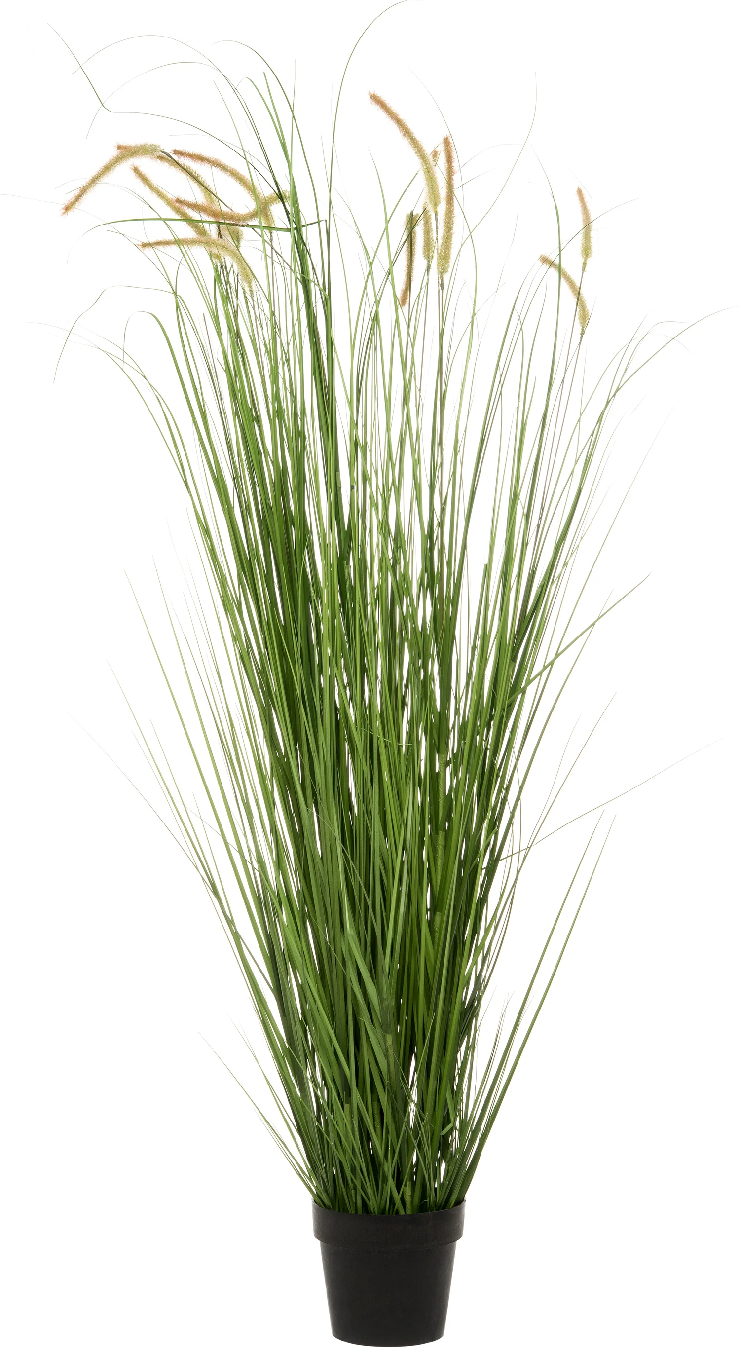 Intratuin kunstplant Pennisetum D 65 H 160 cm