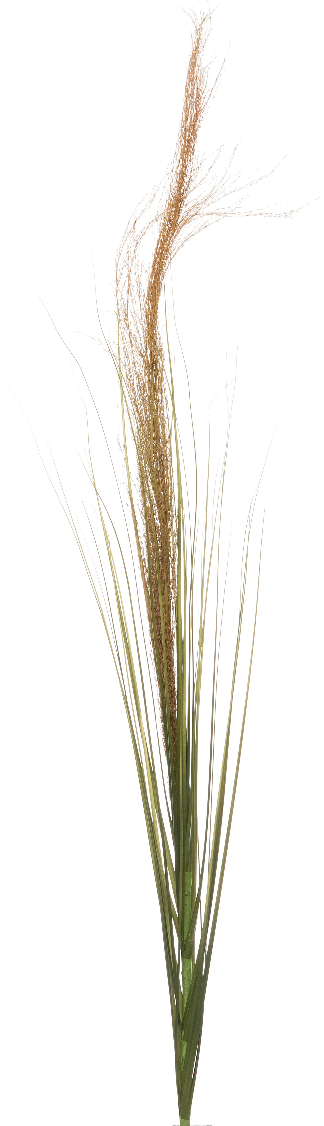 Intratuin kunsttak grasstengel met pluim H 104 cm