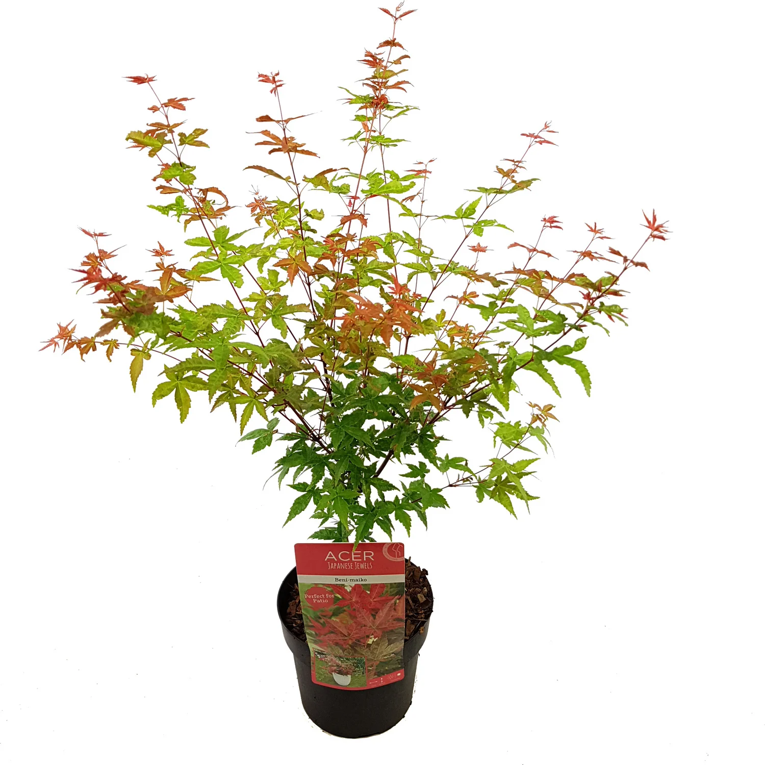 Japanse Esdoorn (Acer palmatum 'Beni-Maiko') D 19 H 40 cm
