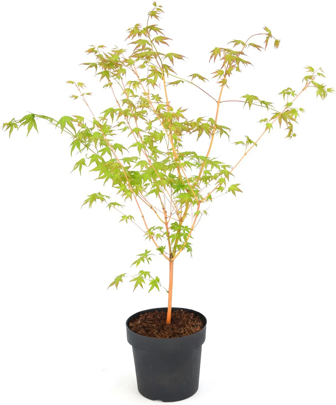 Japanse Esdoorn (Acer palmatum 'Bi Hoo') D 19 H 40 cm