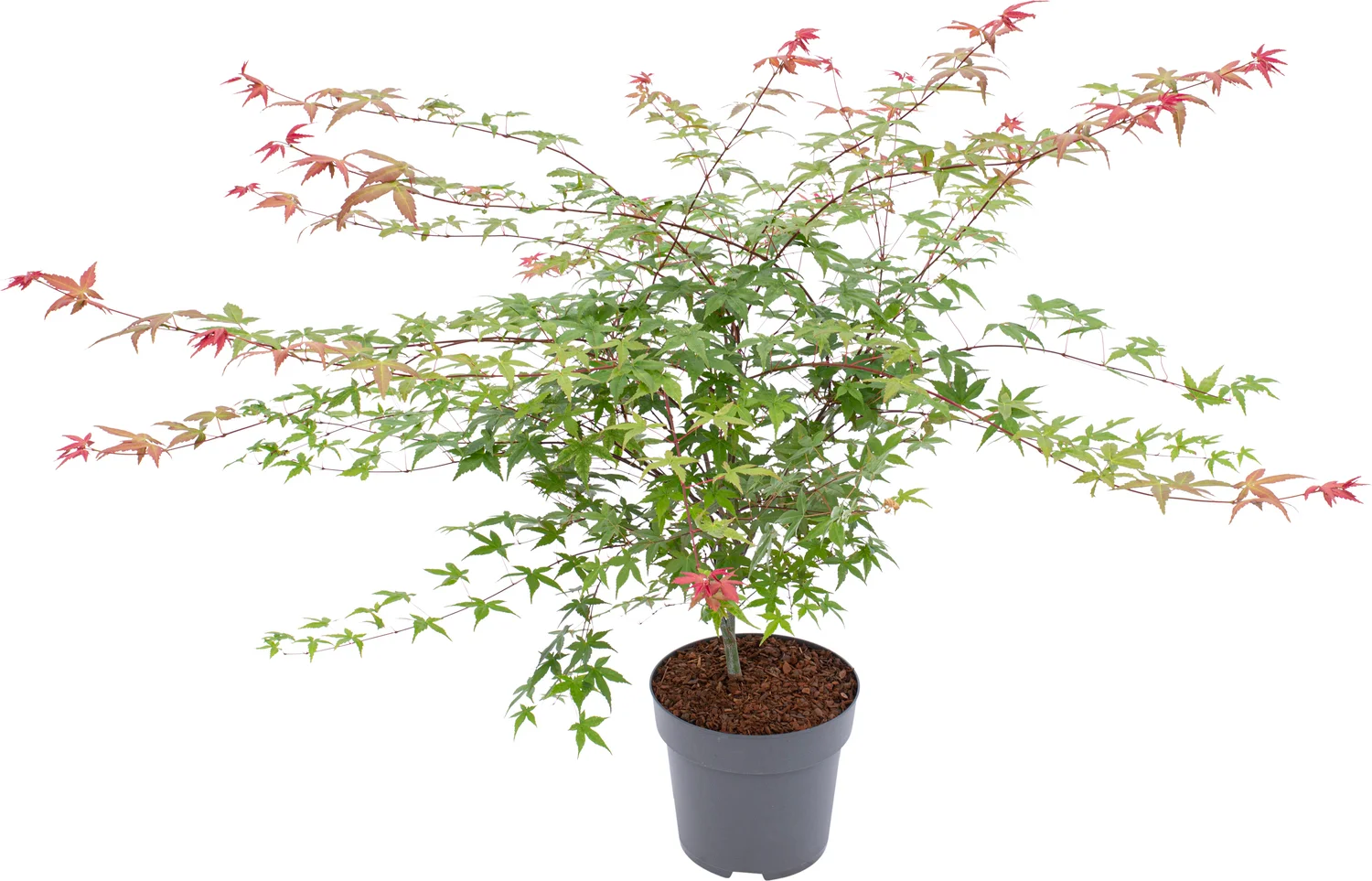 Japanse Esdoorn (Acer palmatum 'Beni-maiko') D 29 H 110 cm