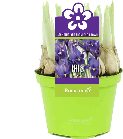 Iris (Iris 'Pixie') D 9 H 11 cm