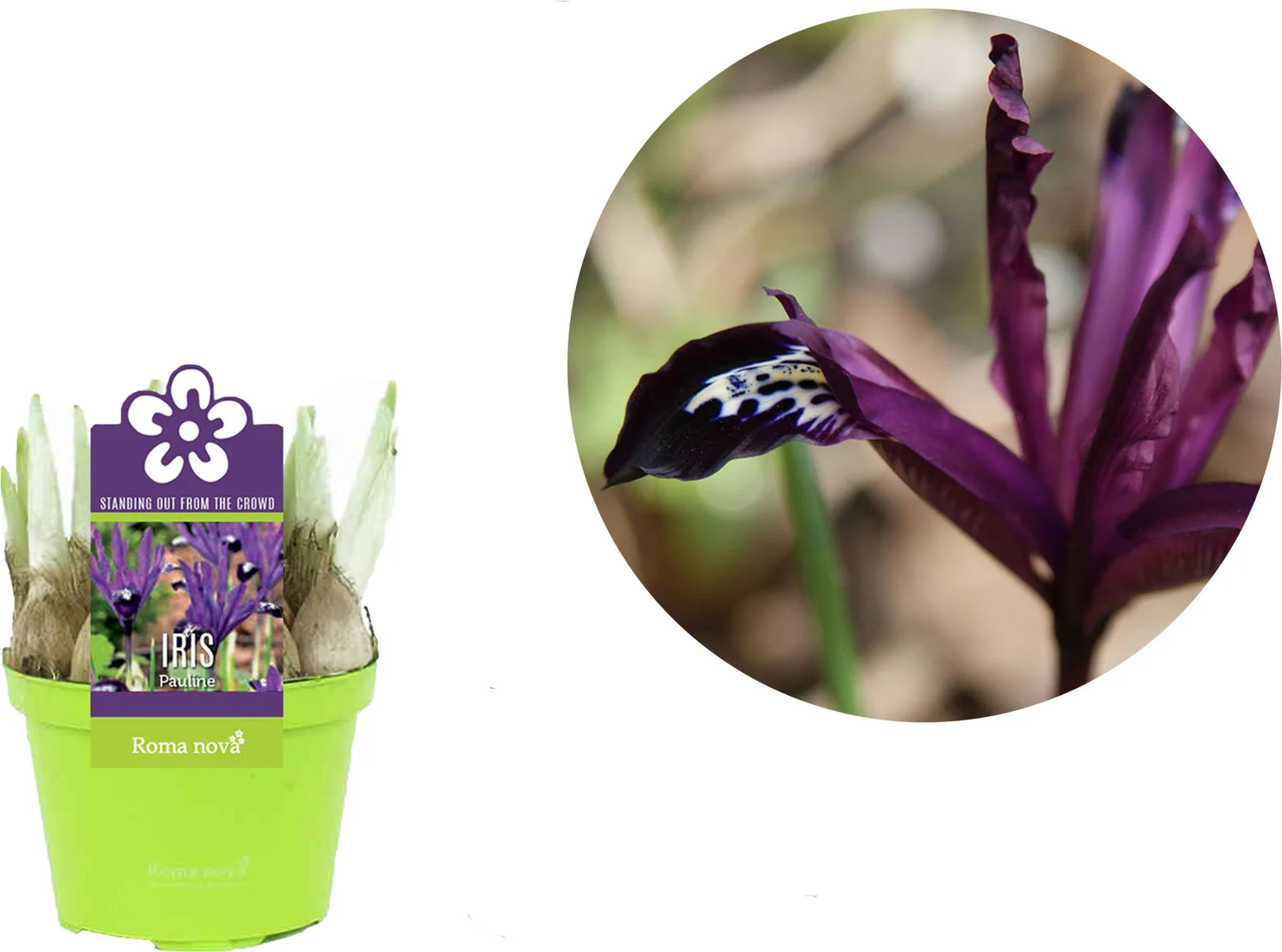 Iris (Iris 'Pauline') D 9 H 11 cm