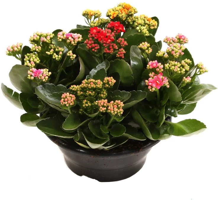 Kalanchoë (Kalanchoë 'Special Tricolore') D 23 H 27,5 cm