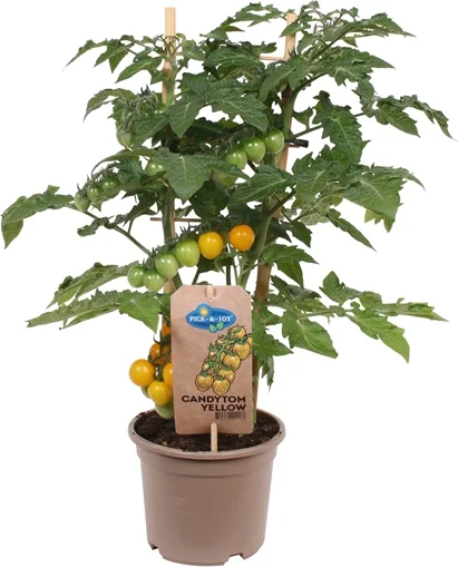 Kerstomaat geel (Solanum lycopersicum 'Candytom') D 14 H 45 cm