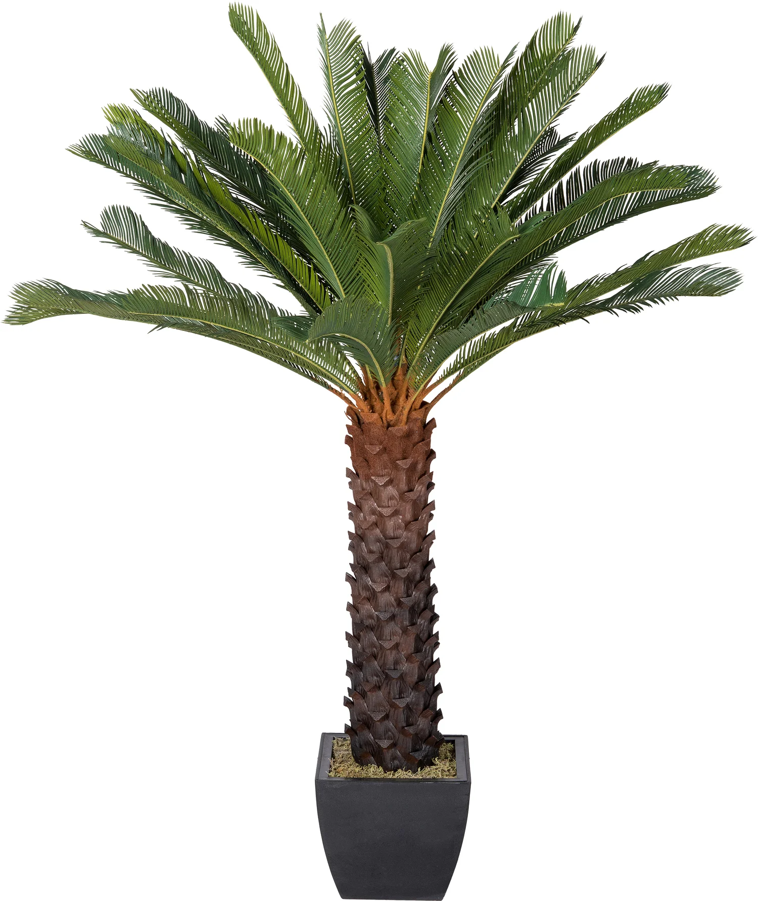 Intratuin kunstplant Varenpalm D 60 H 160 cm zwart
