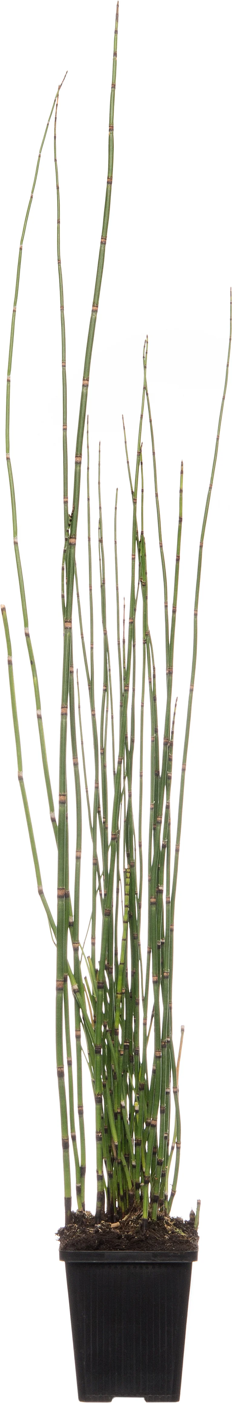 Japanse holpijp (Equisetum japonicum) D 9 H 20 cm