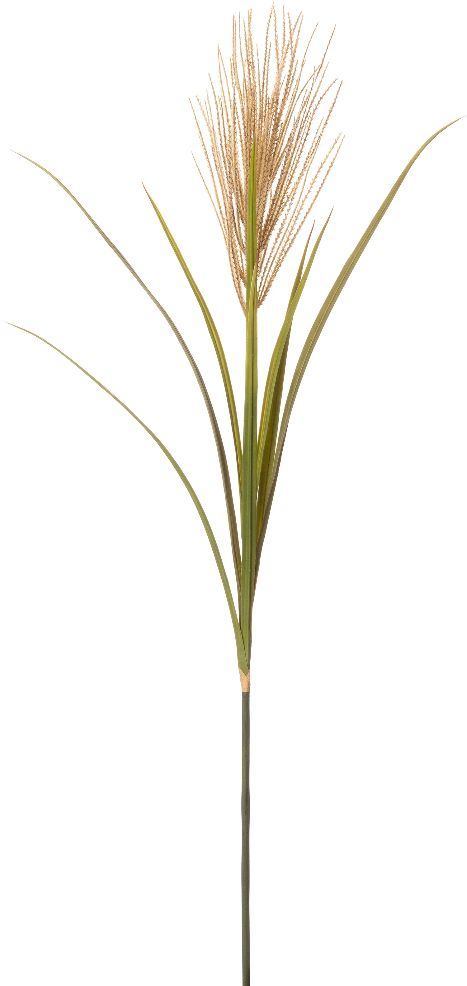 Intratuin kunsttak Pampasgras crème 119 cm