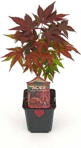Japanse Esdoorn (Acer palmatum 'Atropurpureum') H 40 cm