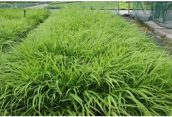 Japans siergras (Hakonechloa macra) D 9 H 10 cm