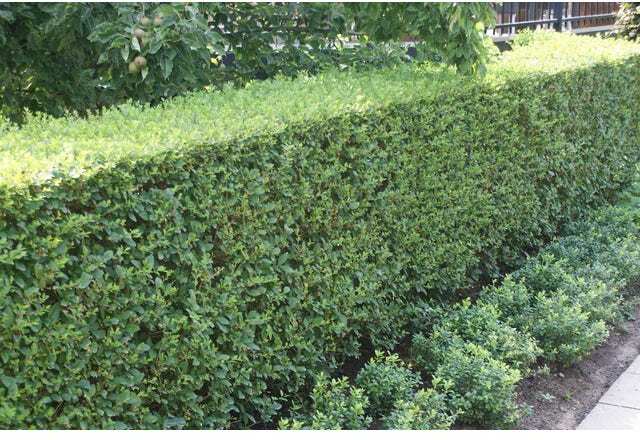 Ligusterhaag (Ligustrum ovalifolium) H 60-80 cm 10 stuks