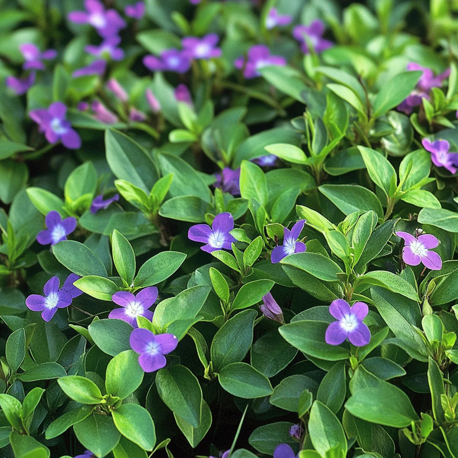 Maagdenpalm (Vinca minor 'Ralph Shugert') D 9 H 10 cm
