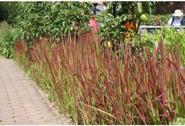Japans Bloedgras (Imperata cylindrica 'Red Baron') D 17 H 40 cm