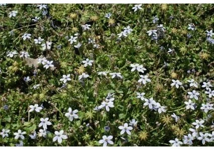 Isotoma (Isotoma fluvatilis) D 9 H 10 cm