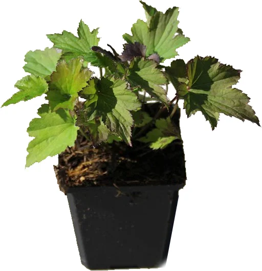 Japanse Anemoon (Anemone hupehensis 'Splendens') D 9 H 10 cm