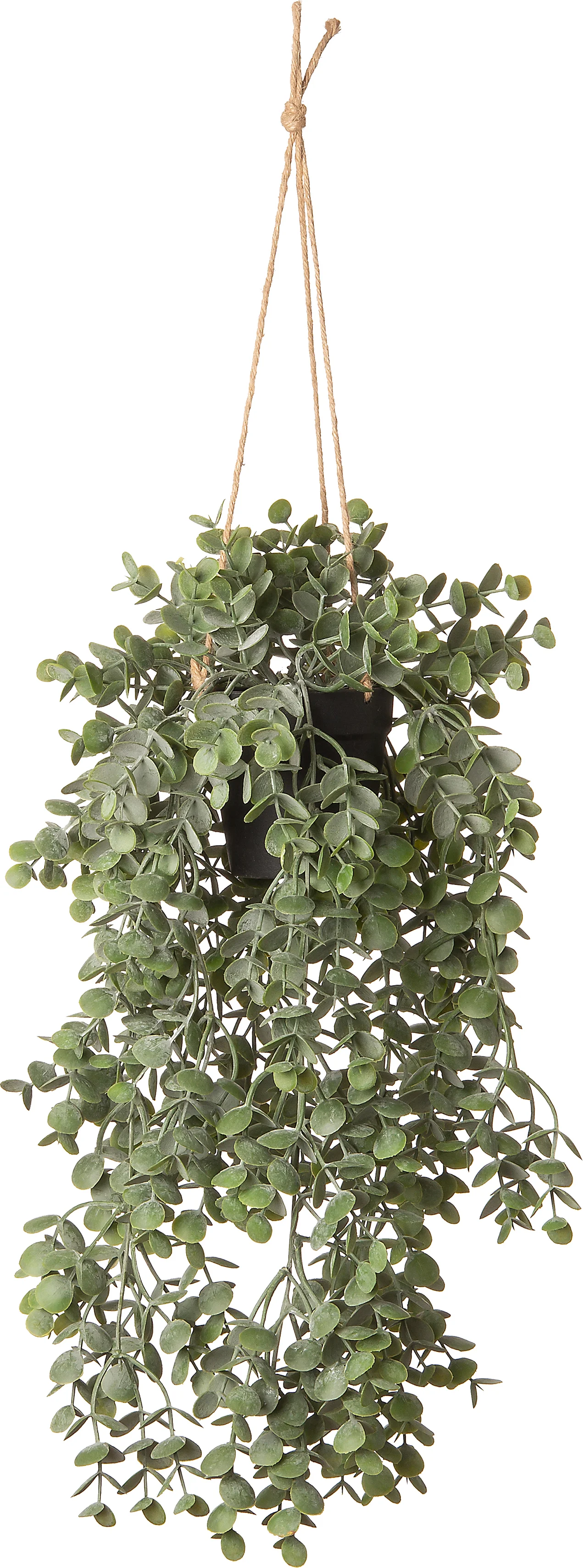 Intratuin kunsthangplant Kruiskruid D 9,5 H 25 cm