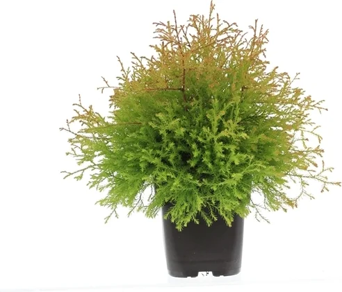 Levensboom (Thuja occidentalis 'Fire Chief') D 17 H 25 cm