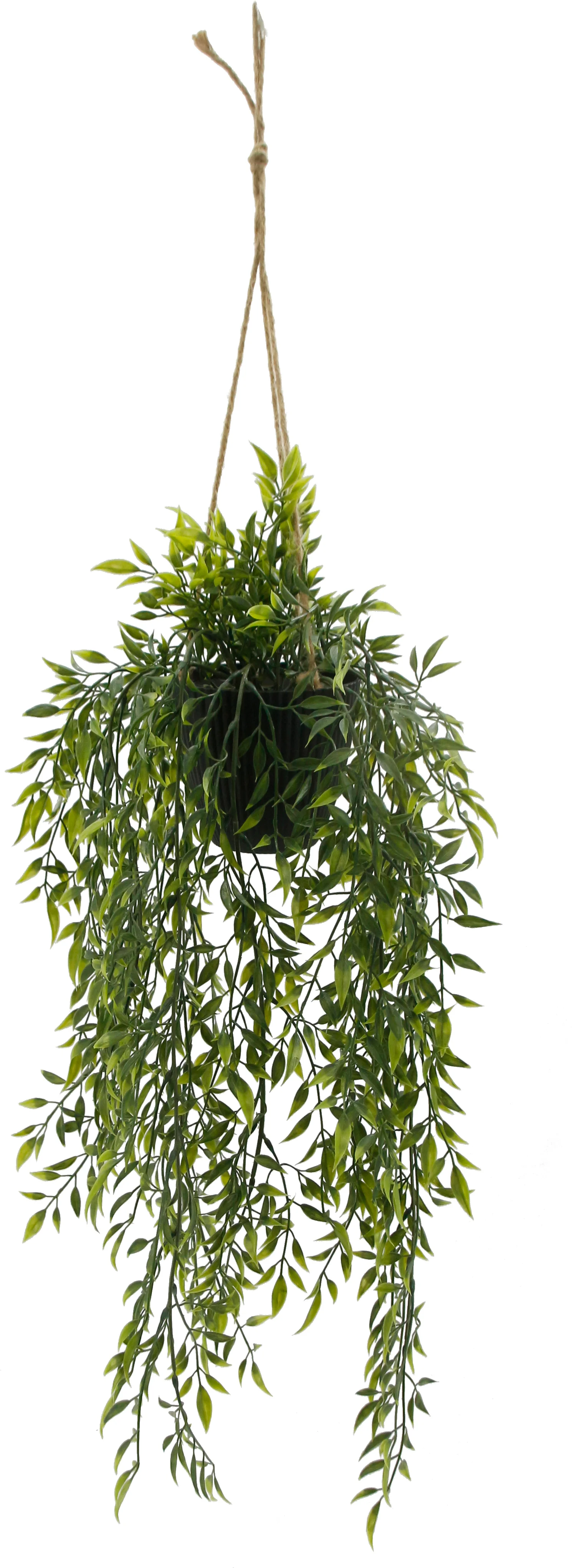 Intratuin kunsthangplant Lipstickplant 30 x 30 x 66 cm