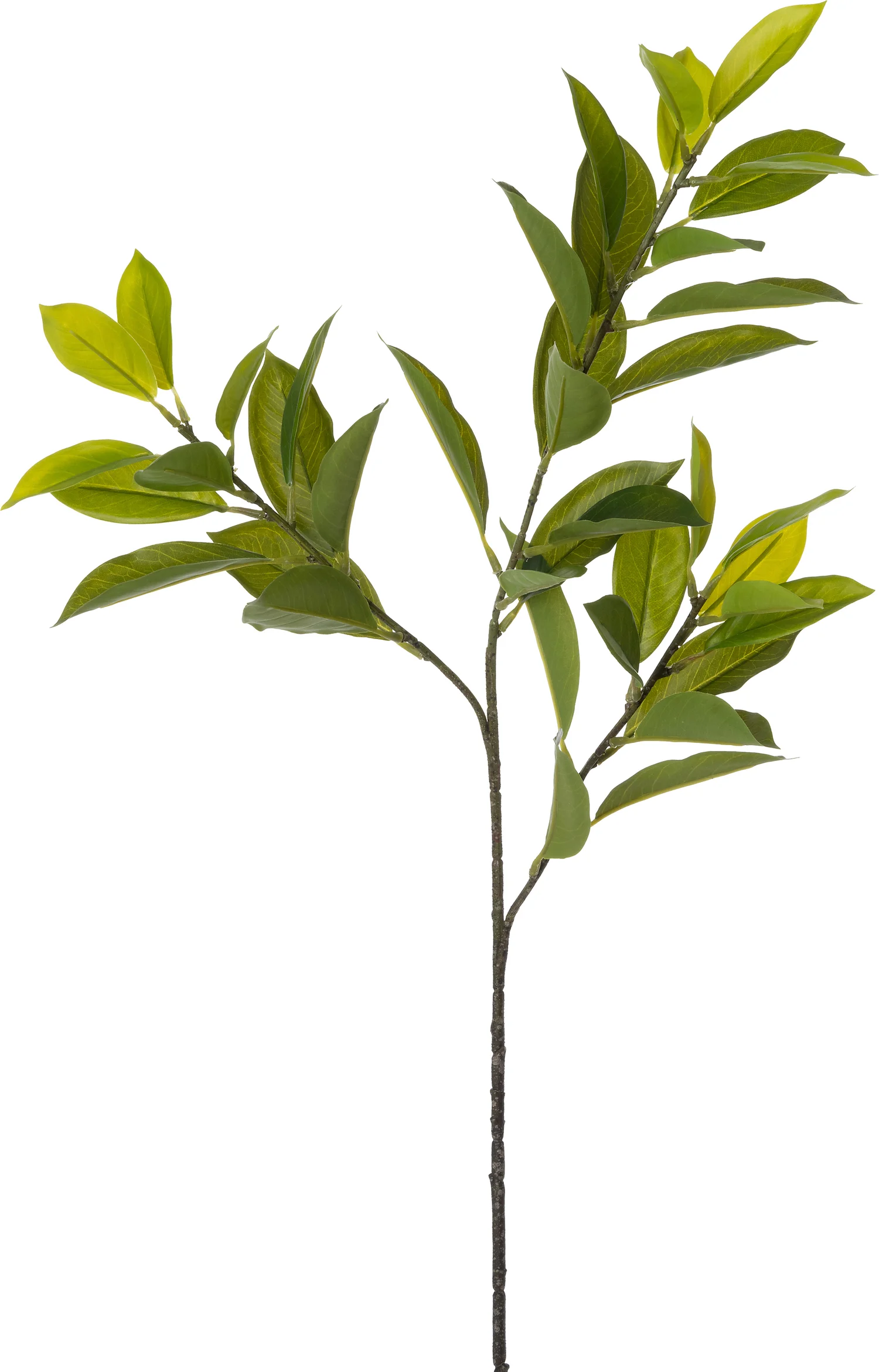Intratuin kunsttak Liguster 81 cm