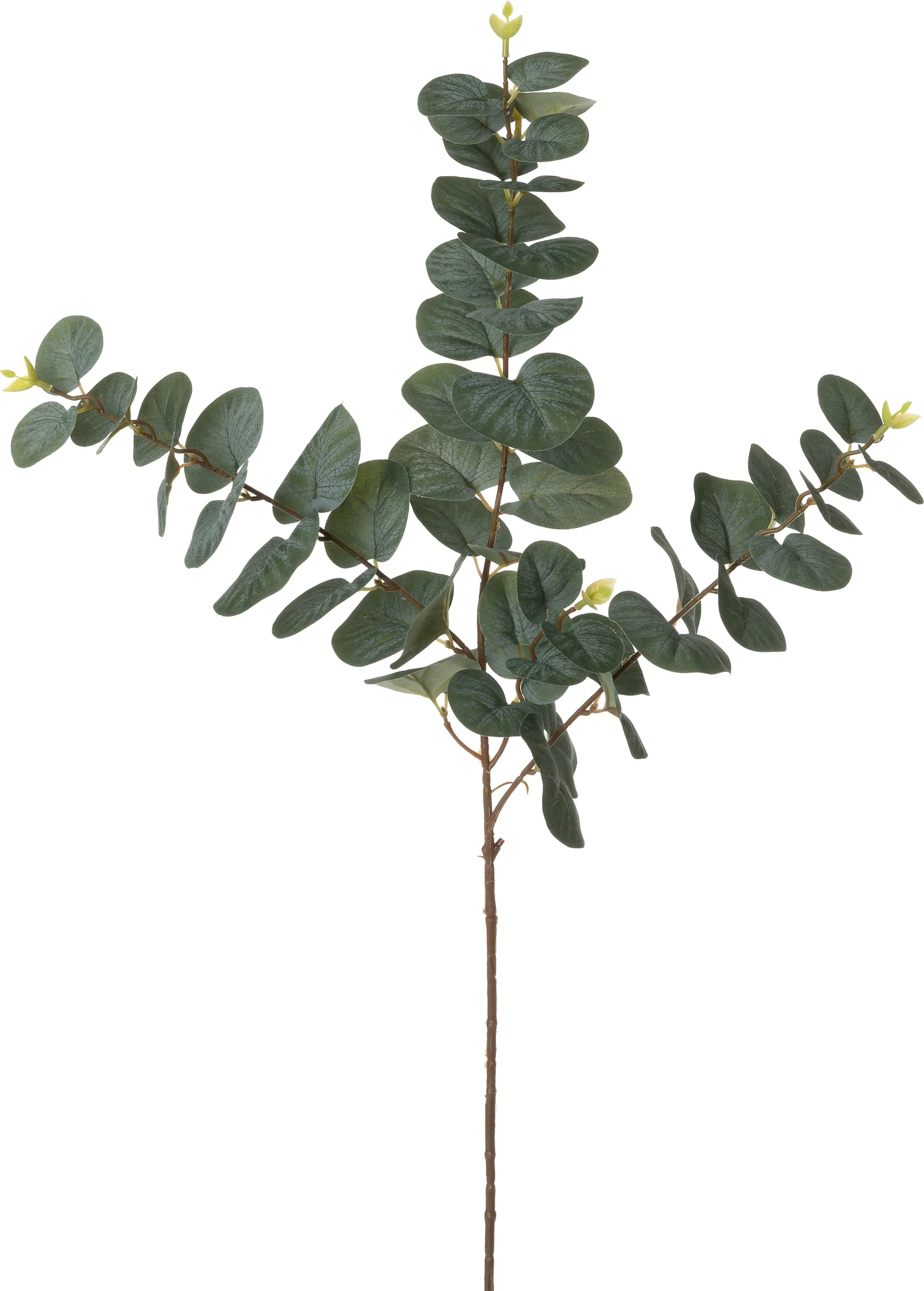 Intratuin kunsttak Eucalyptus 80 cm