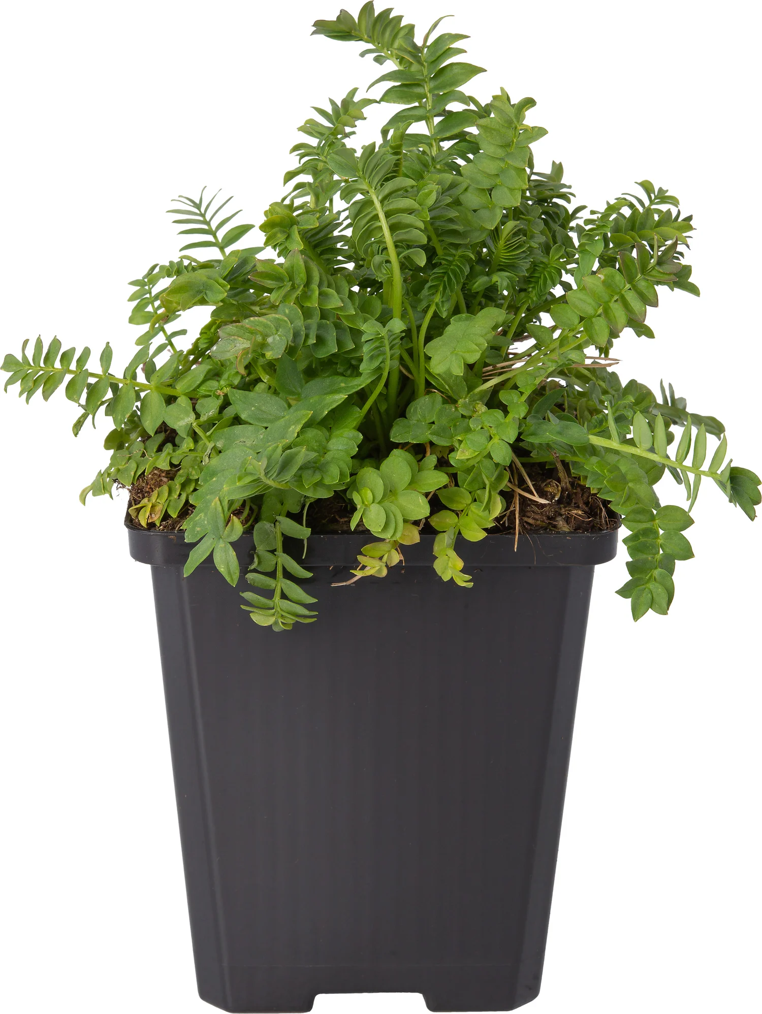 Jacobsladder (Polemonium caeruleum) D 9 H 10 cm