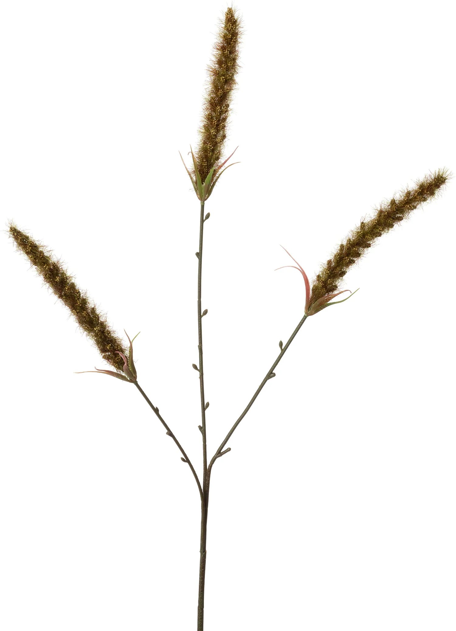 Intratuin kunsttak Lampenpoetsersgras bruin 63 cm