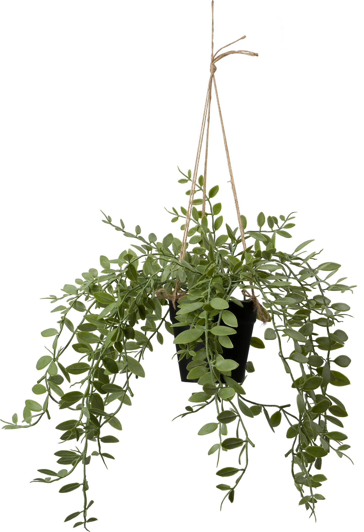 Intratuin kunsthangplant Lippenstiftplant D 20 H 30 cm