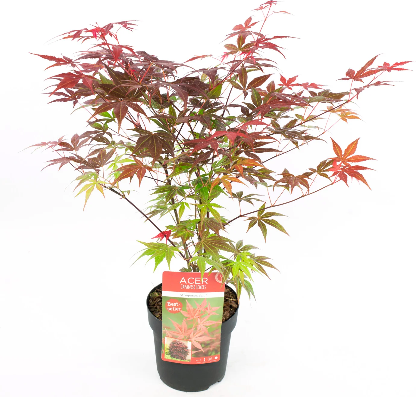 Japanse Esdoorn (Acer palmatum 'Atropurpureum') H 125-150 cm