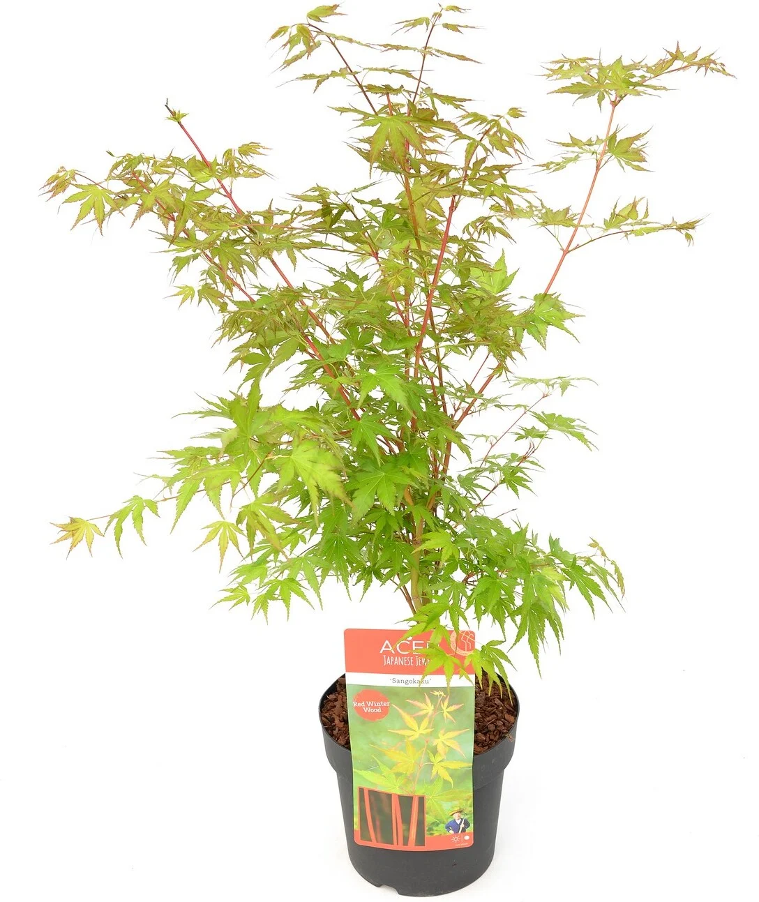 Japanse Esdoorn (Acer palmatum 'Sangokaku') H 125-150 cm