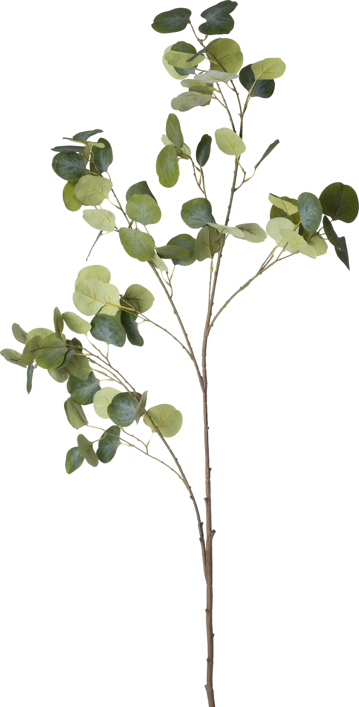 Intratuin kunsttak Eucalyptus 50,2 cm