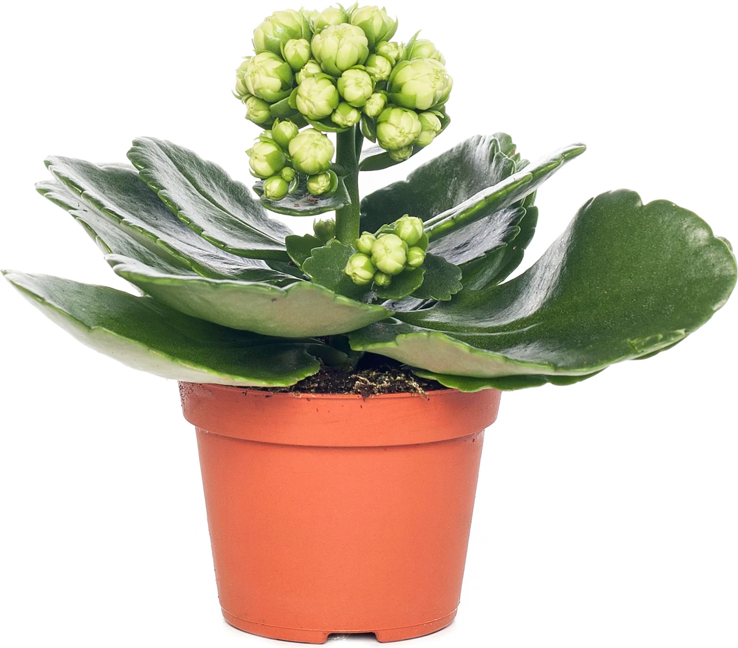 Kalanchoë (Kalanchoë blossfeldiana 'Grandiva') geel D 8 H 15 cm