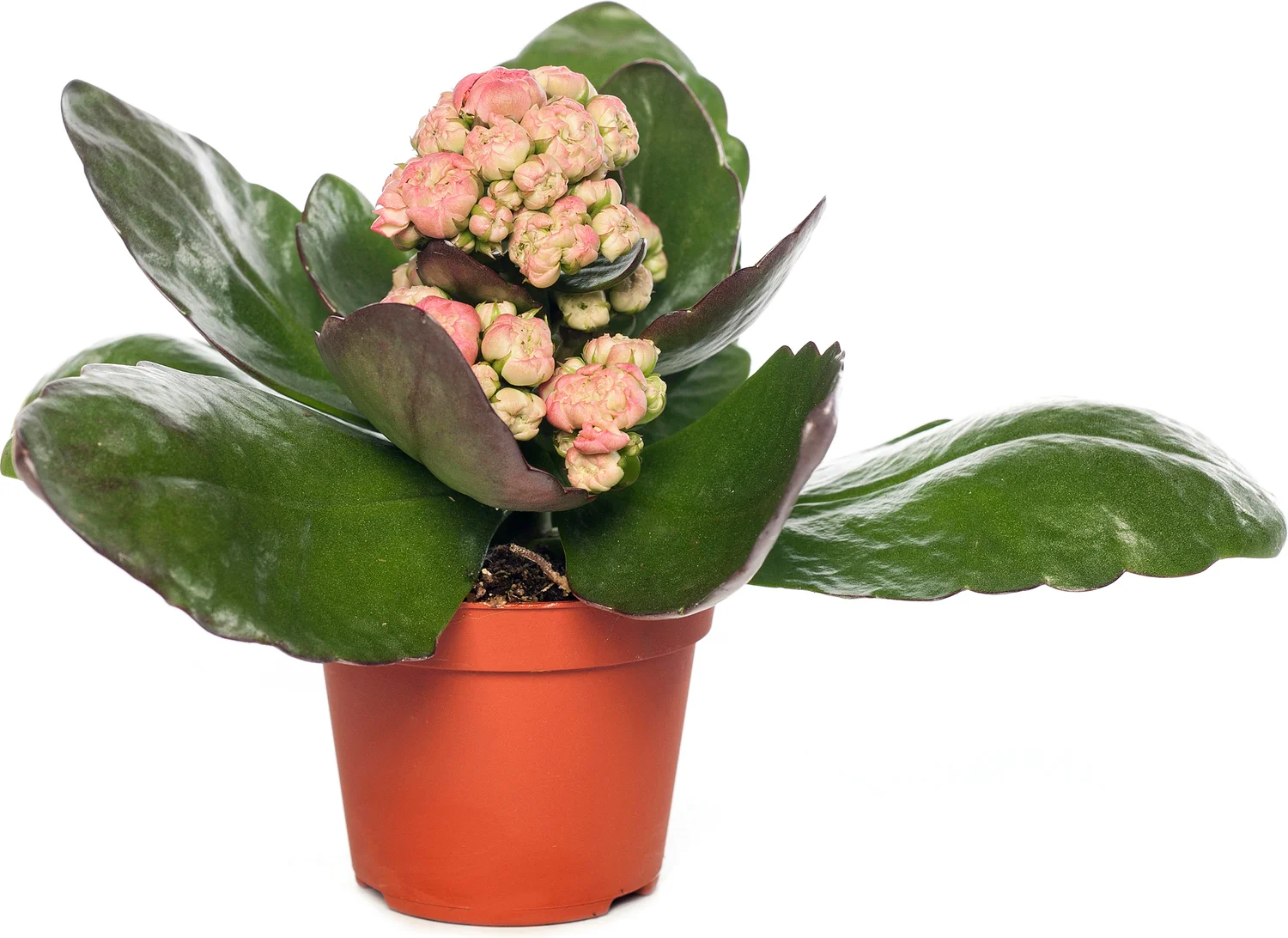 Kalanchoë (Kalanchoë blossfeldiana 'Grandiva') roze D 8 H 15 cm
