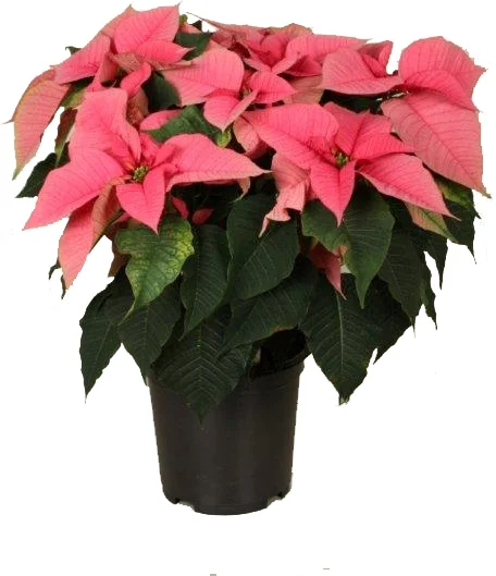 Kerstster (Euphorbia pulcherrima) roze D 19 H 50 cm