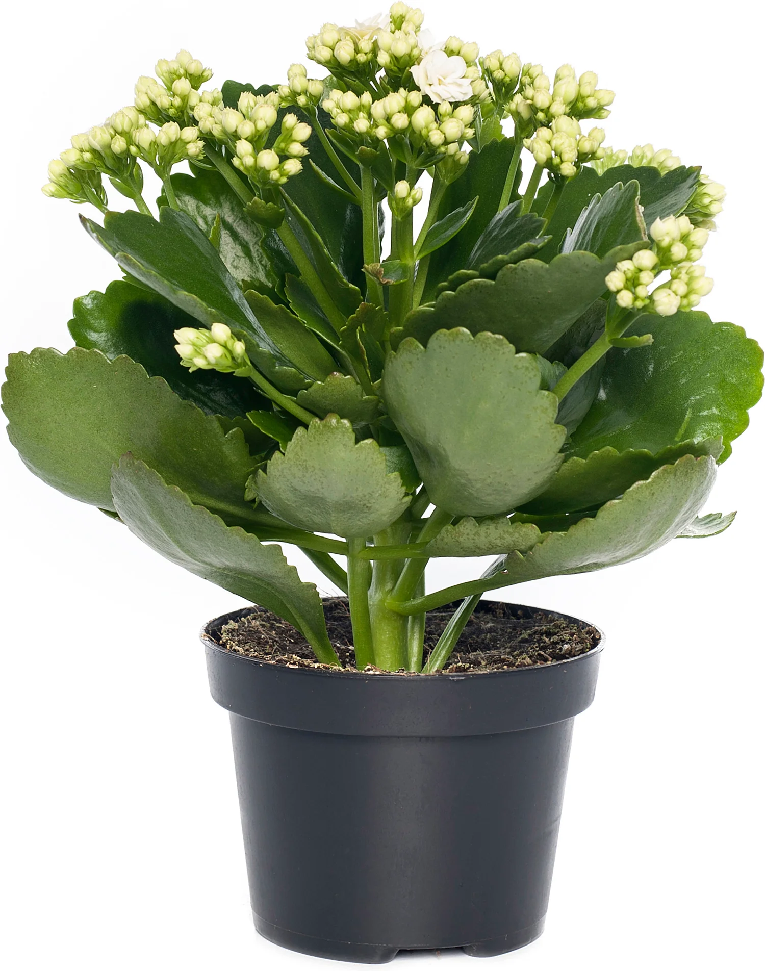 Kalanchoë (Kalanchoë blossfeldiana) wit D 15 H 24 cm