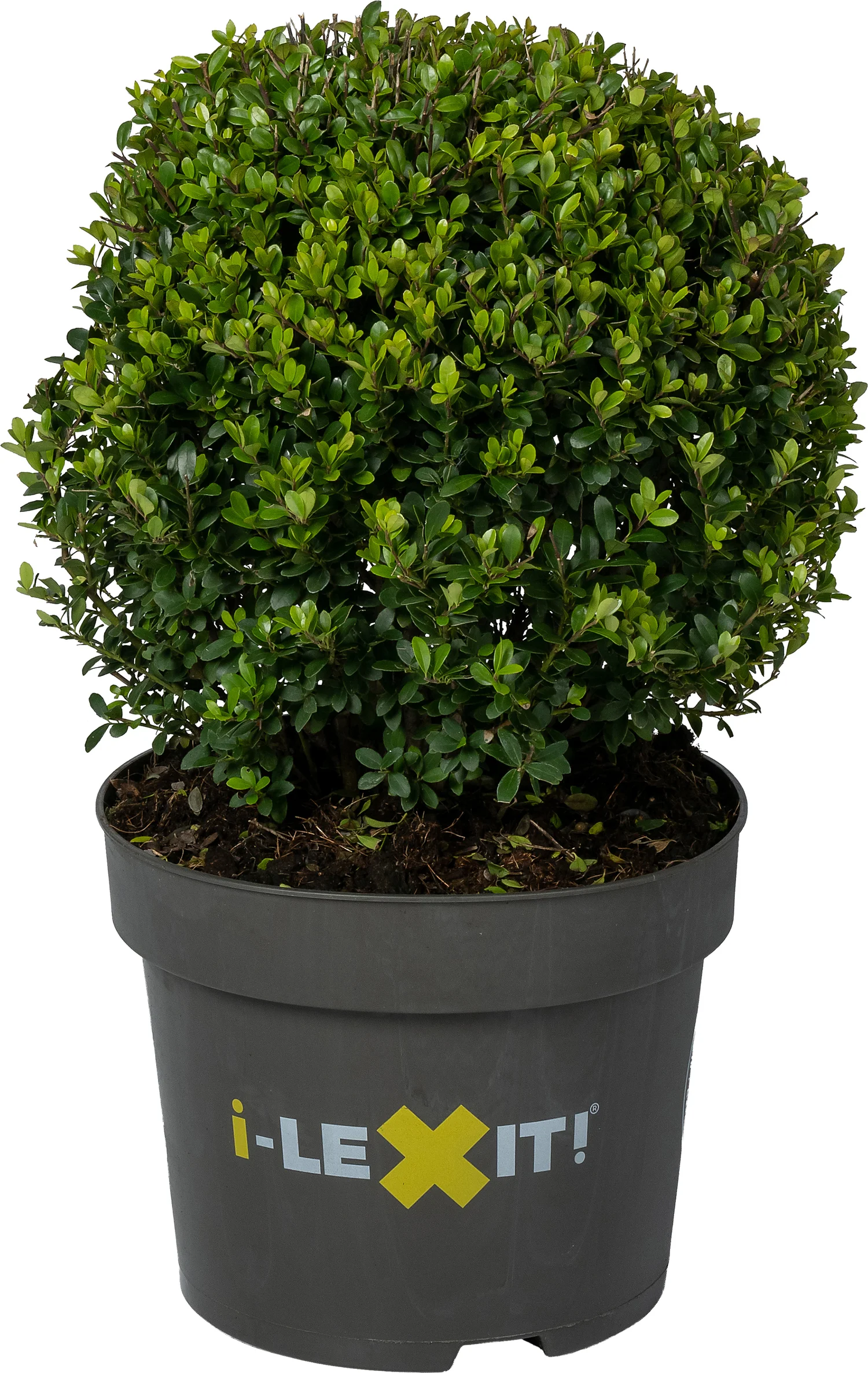 Japanse Hulst in bolvorm (Ilex crenata 'Dark Green') D 35 H 55 cm