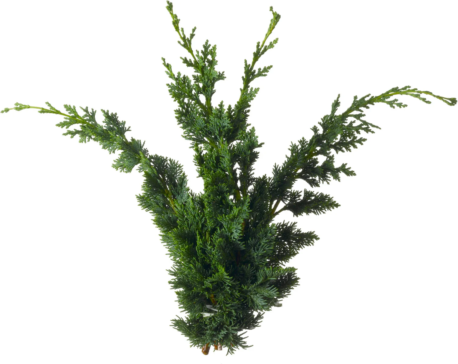 Intratuin bosje coniferen takken 20 cm