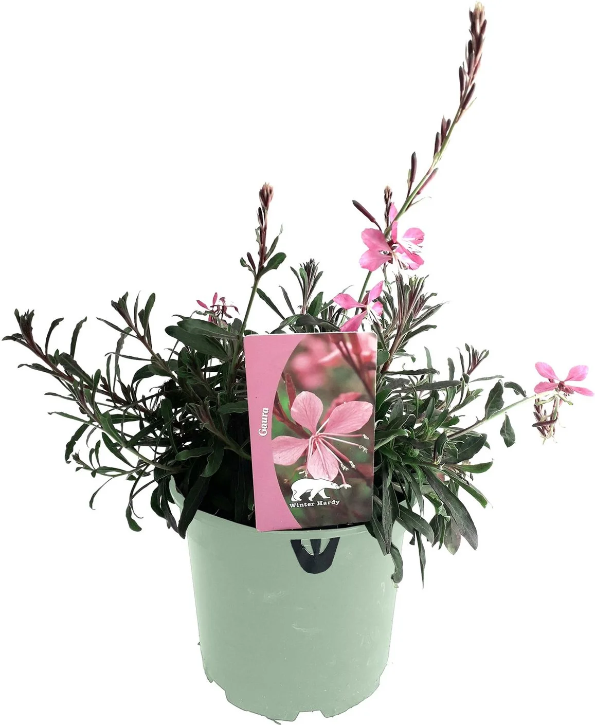 Lindheimers prachtkaars (Gaura lindheimeri 'Siskiyou Pink') D 17 H 45 cm