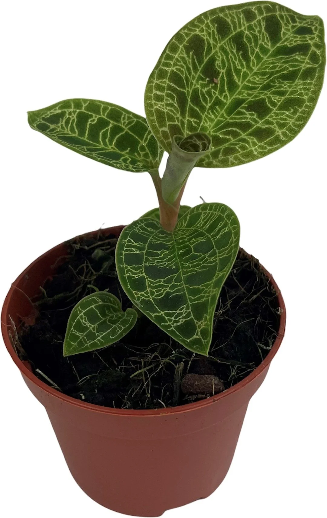 Juweelorchidee (Macodes petola 'Jewel Orchid') D 6 H 8 cm