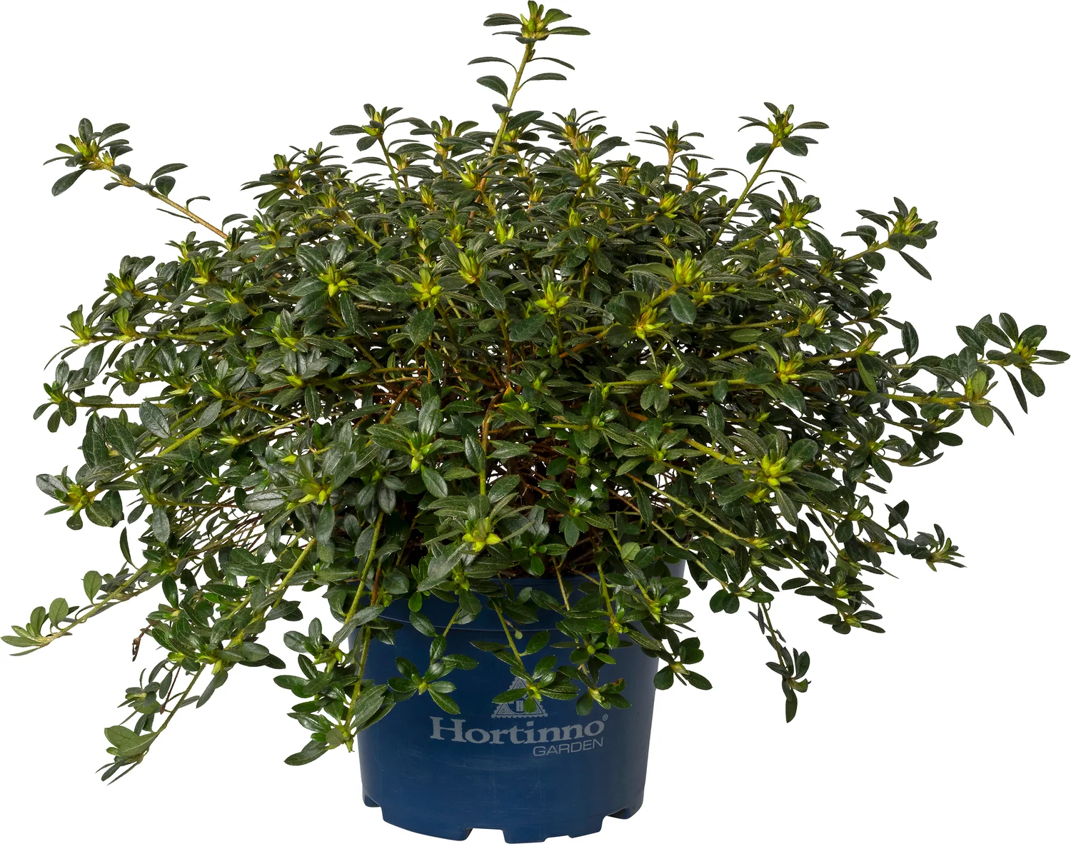 Japanse Azalea (Rhododendron  japopnica 'Evergreen' bright fuchs) D 19 H 40 cm