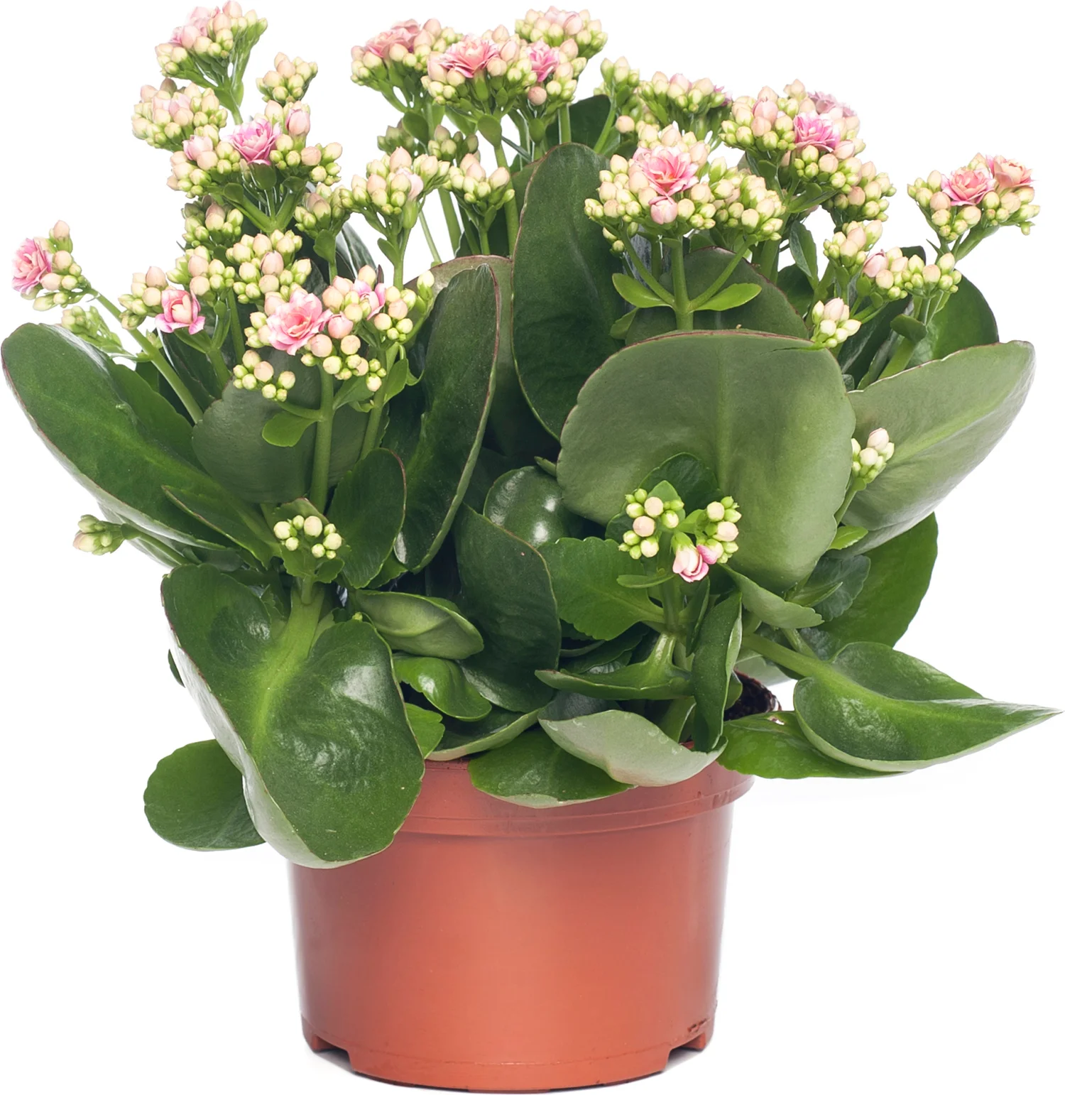 Kalanchoë (Kalanchoe 'Queen') licht roze D 14 H 26 cm