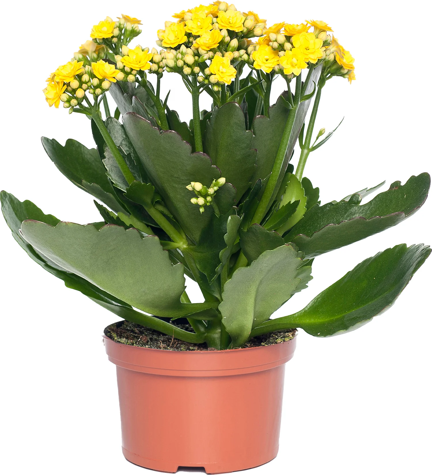 Kalanchoë (Kalanchoe 'Queen') geel D 14 H 26 cm