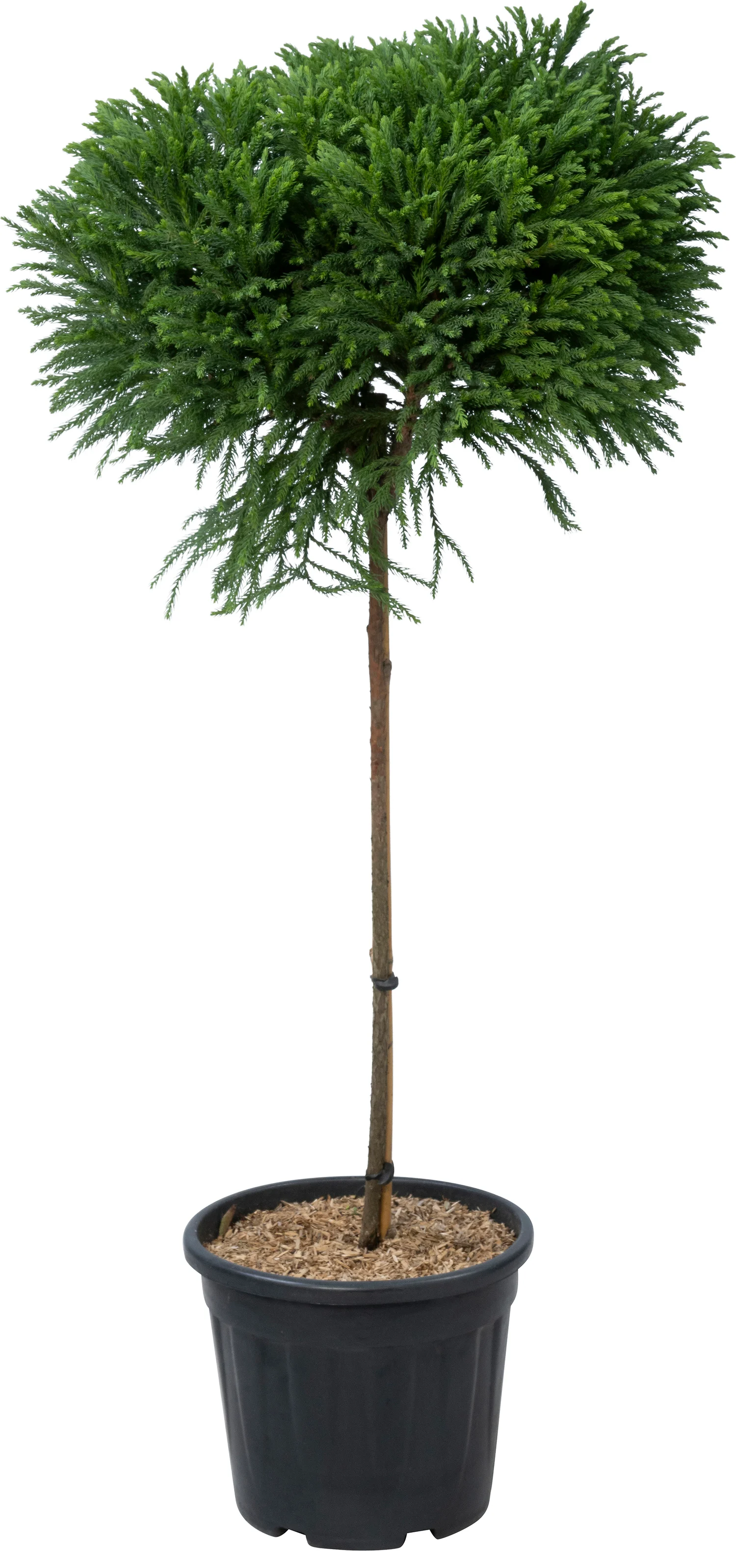 Japanse ceder (Cryptomeria japonica 'Globosa Nana') D 30 H 120 cm
