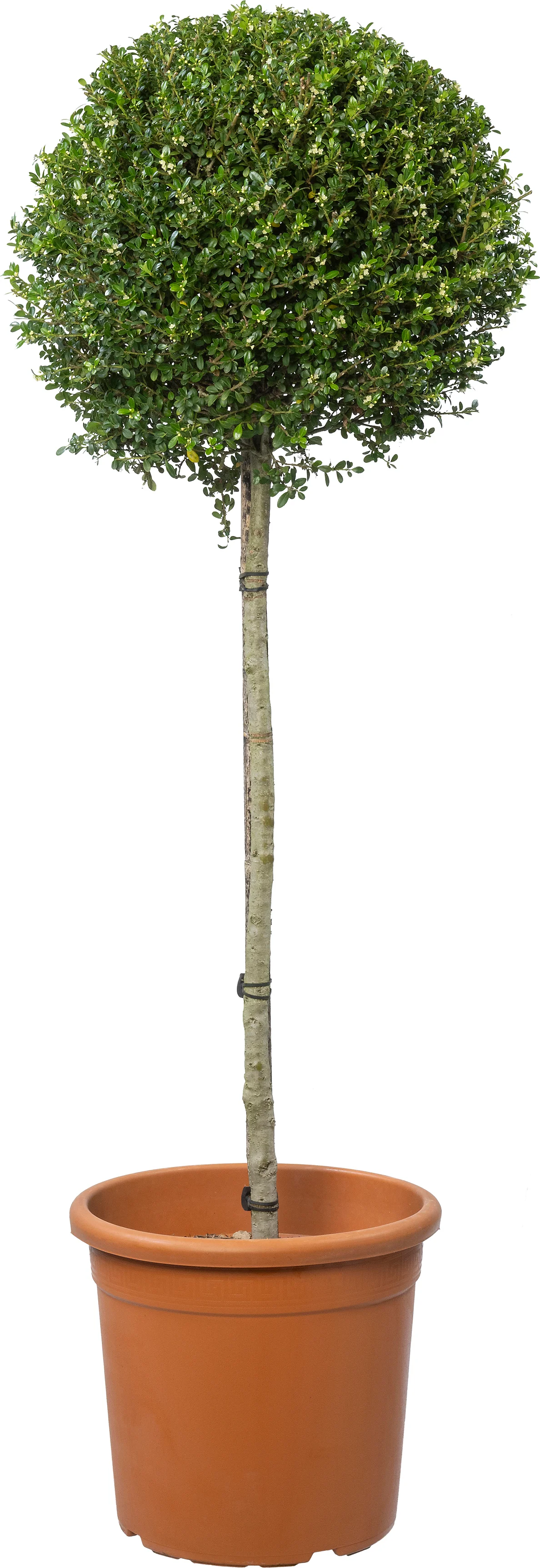 Japanse hulst (Ilex crenata 'Glory Gem') D 30 H 100 cm