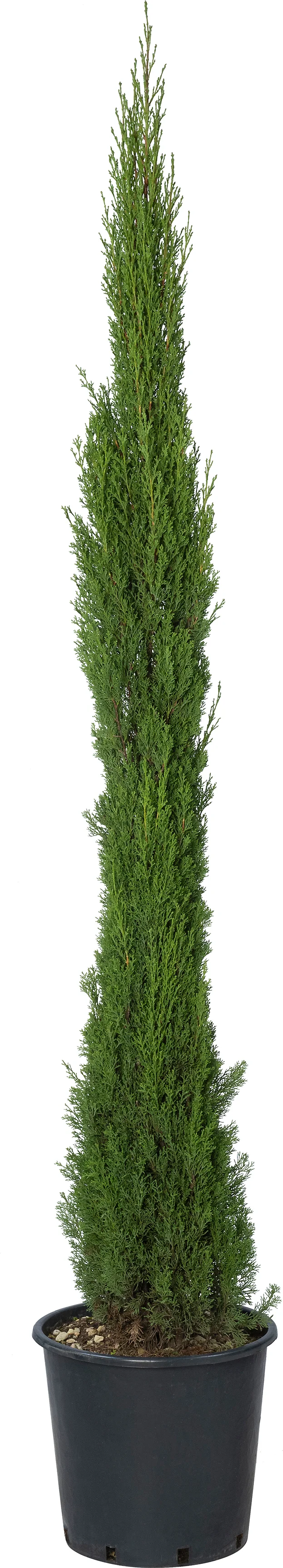 Itiliaanse cypres (Cupressus sempervirens 'Totem') D 40 H 200 cm