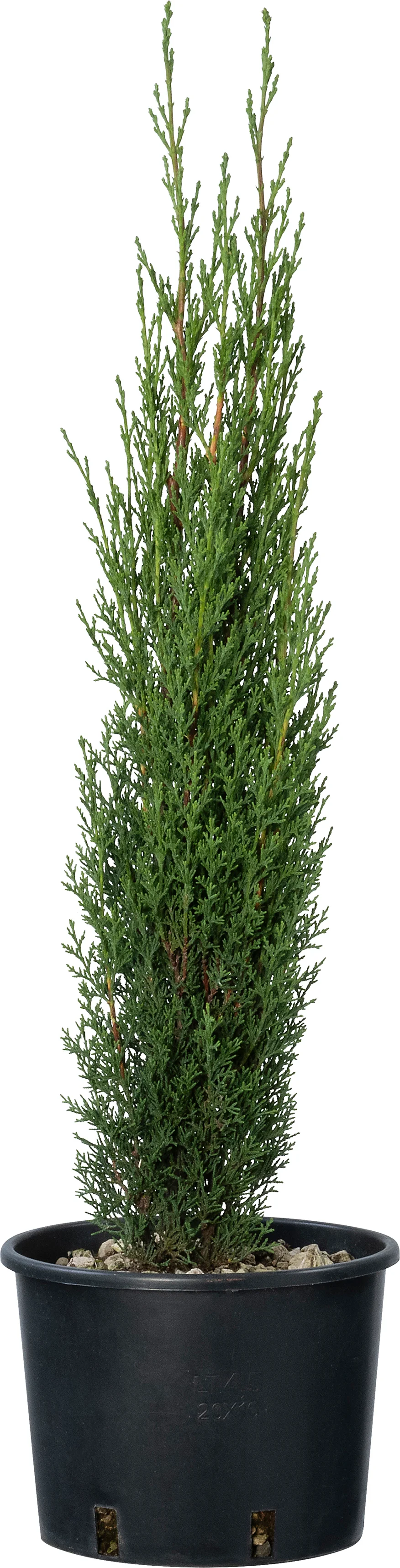 Itiliaanse cypres (Cupressus sempervirens 'Totem') D 20 H 60 cm