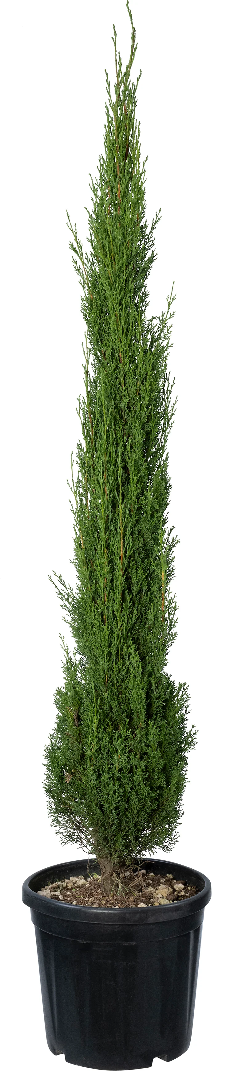Itiliaanse cypres (Cupressus sempervirens 'Totem') D 30 H 150 cm