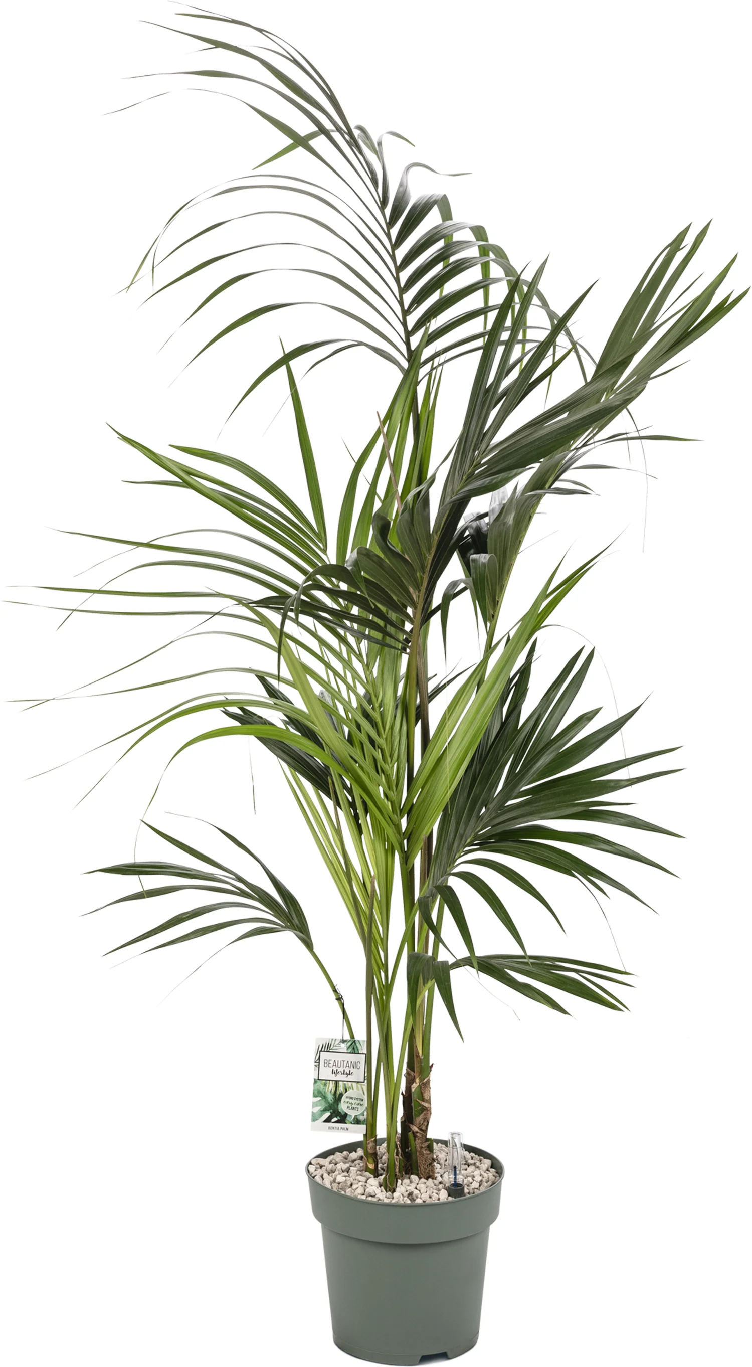 Kentiapalm (Howea forsteriana) D 27 H 160 cm