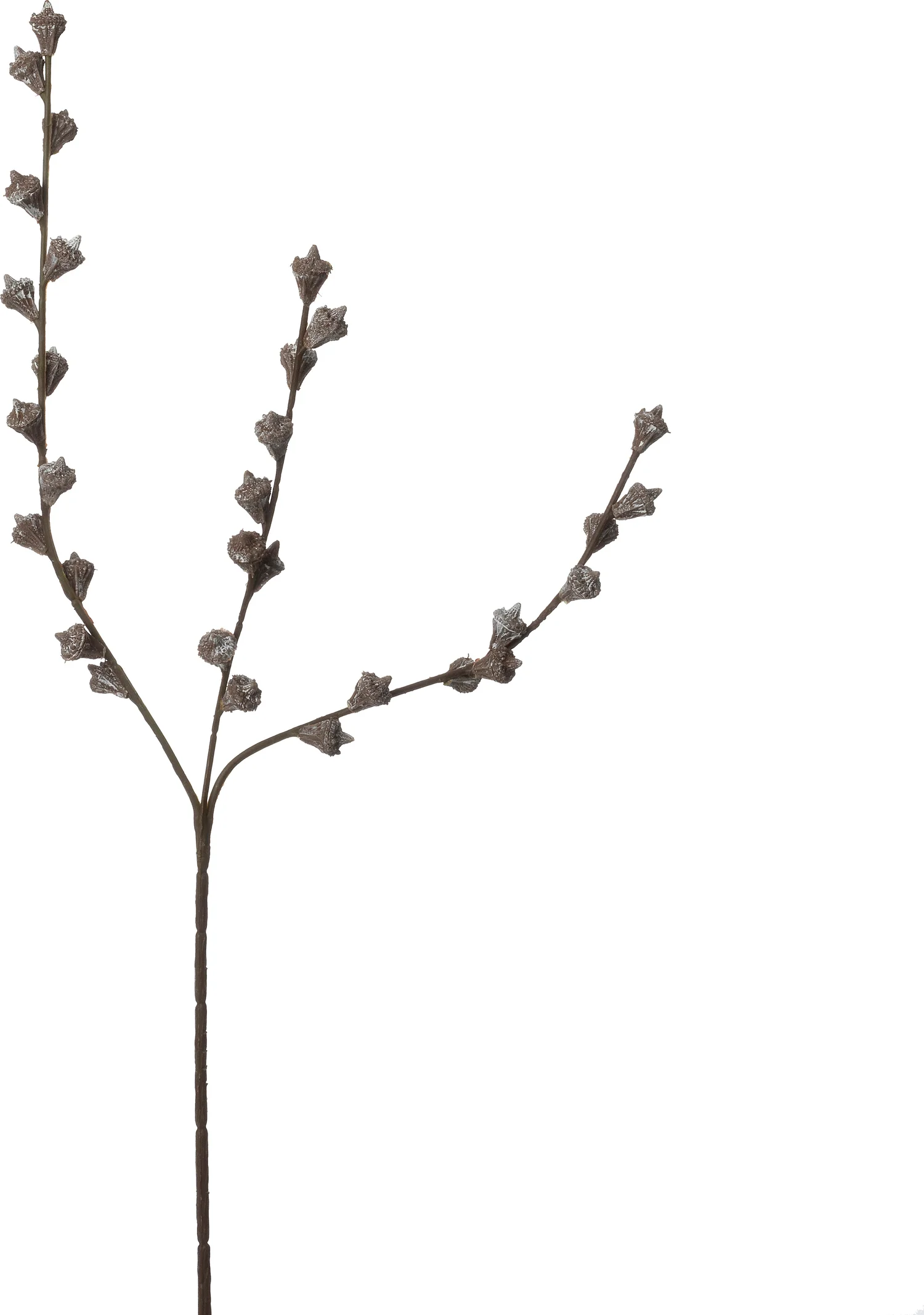 Intratuin kunsttak Eucalyptus zaden bruin 60 cm
