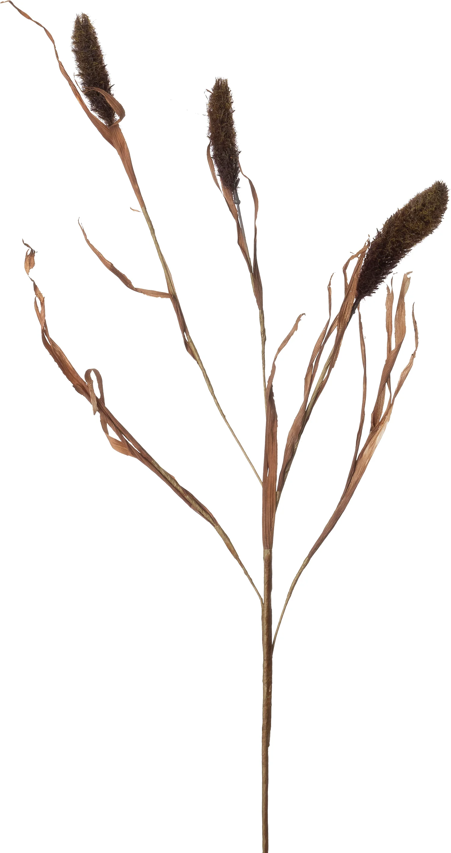 Intratuin kunsttak Lampenpoetsersersgras bruin 94 cm