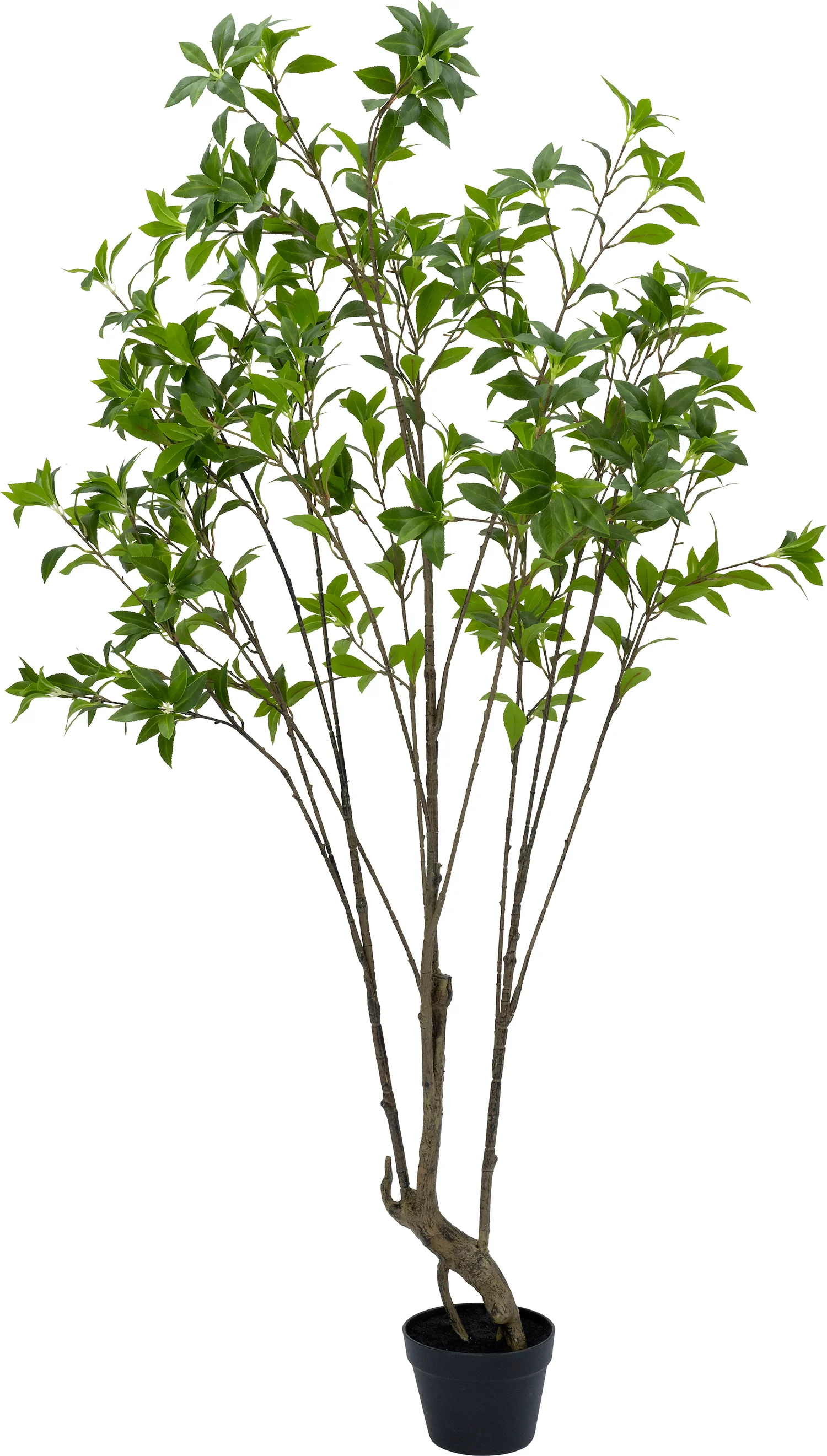 Intratuin kunstplant Kerrieboom D 9 H 240 cm
